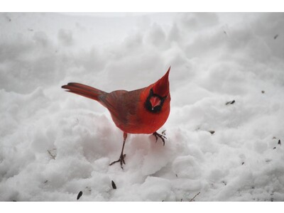 Cardinal in a Michigan winter