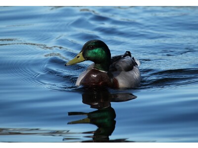 My duck picture