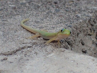 Gecko in Hawaii