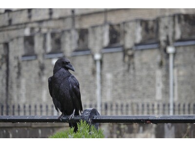 Royal Raven
