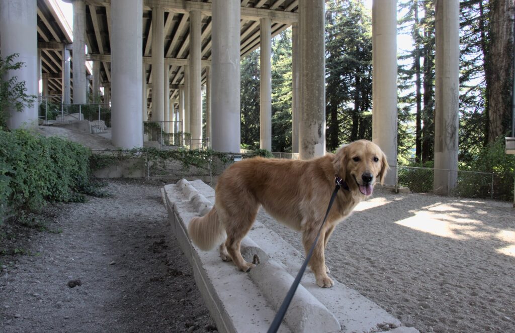 Golden retriever on leash standing on concrete block inside the dog park