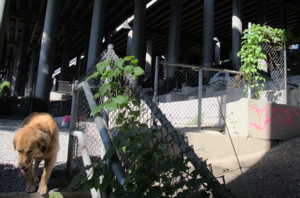 Dog walking own stairs with tent in background under highway