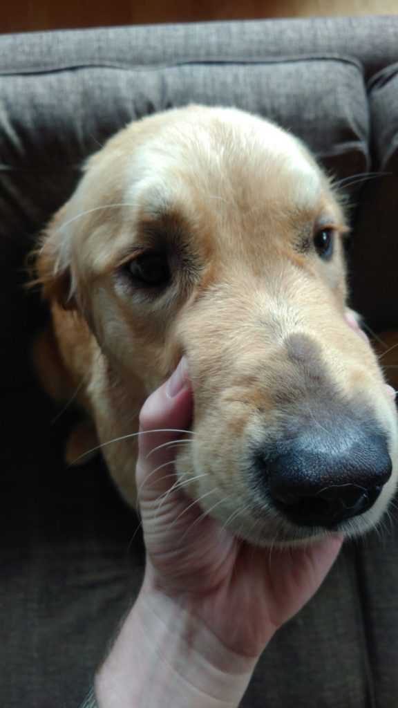 Golden retriever with probable bee stings on nose