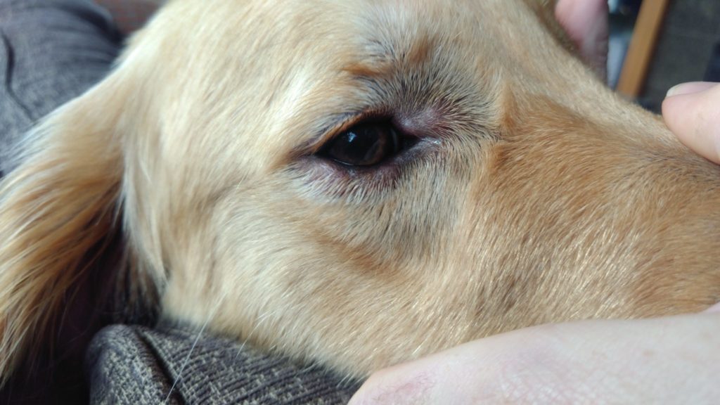 Golden retriever swelling around eyes from allergic reaction