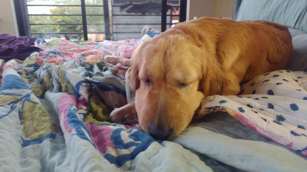 Golden retriever with swollen nose sleeping on bed