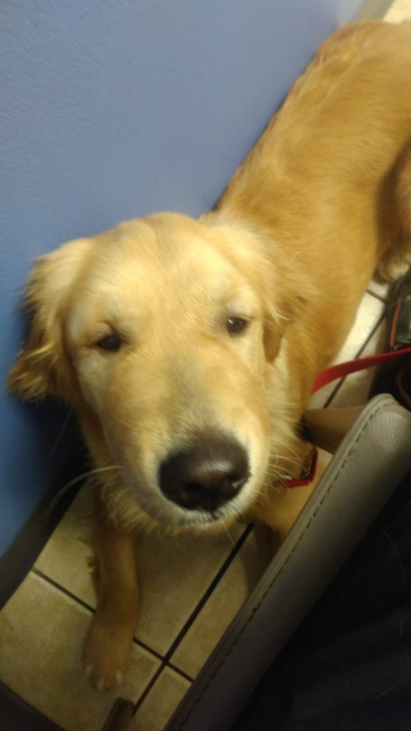 Golden retriever with swollen nose at the vet getting steroids