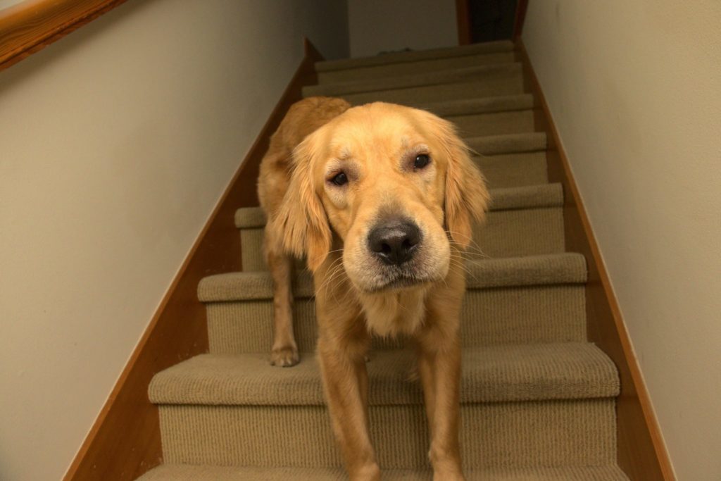 Golden retriever with swelled up nose and eyes probably from bee sting